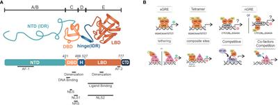 Phase-separation: a possible new layer for transcriptional regulation by glucocorticoid receptor